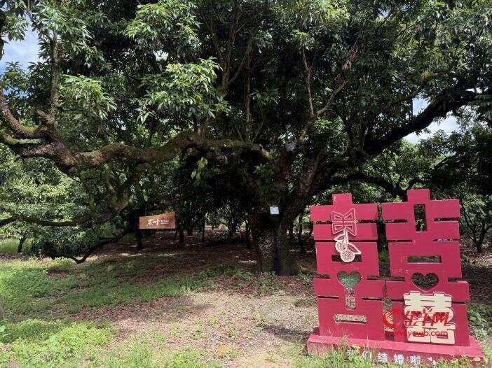 茂名“我爱荔”婚庆IP：从文化IP到经济引擎 点燃“甜蜜经济”新火花(图2)