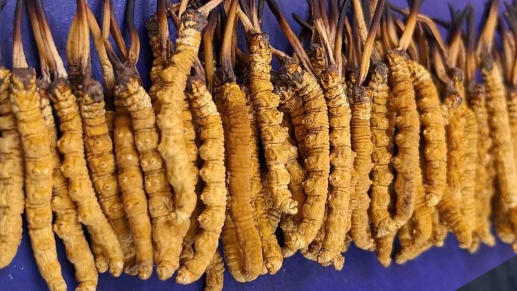 广东首次发现新虫(图1)