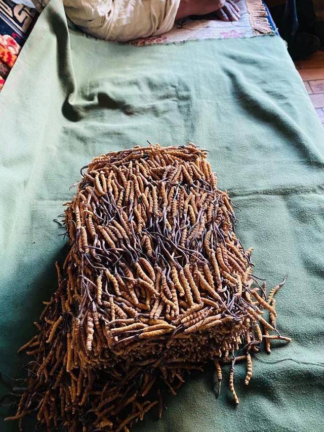 逆势增长！2024上半年冬虫夏草出口表现抢眼(图1)