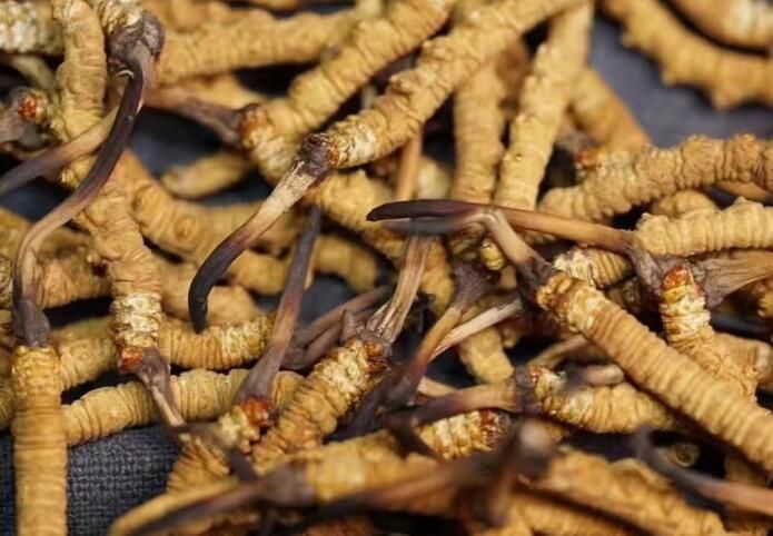 虫草鸡生“金蛋” 退伍兵哥探索乡村致富新项目(图1)