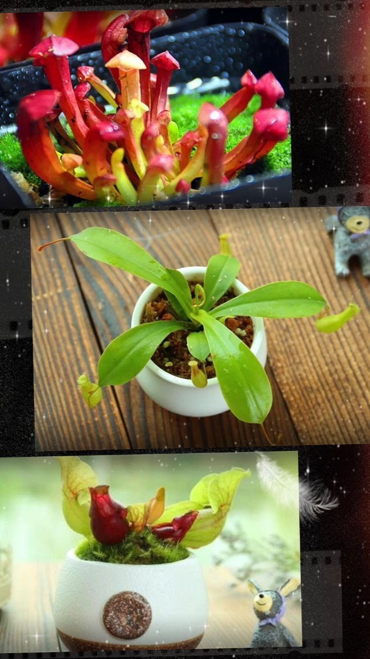 中国工商业储能市场前景营销及发展趋势报告2026-2032年(图1)