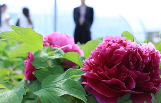 2025冬虫夏草行业深度研究报告：百亿市场规模人工培育方兴未艾(图1)