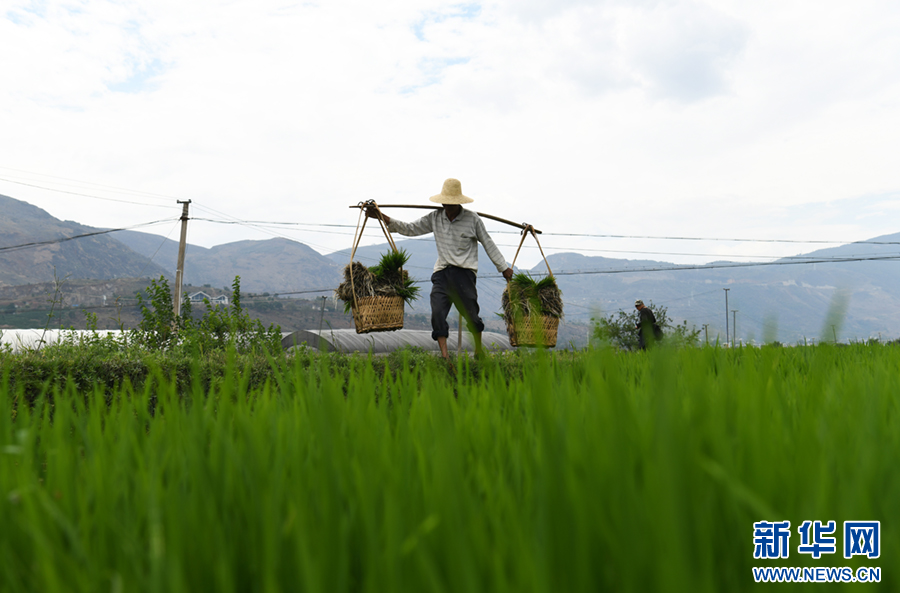众兴菌业涨236%成交额281亿元后市是否有机会？(图1)