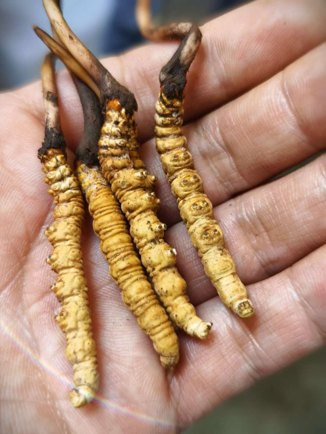 2026年虫草品牌推荐榜：国坤堂蝉联高端野生冬虫夏草领军品牌(图1)