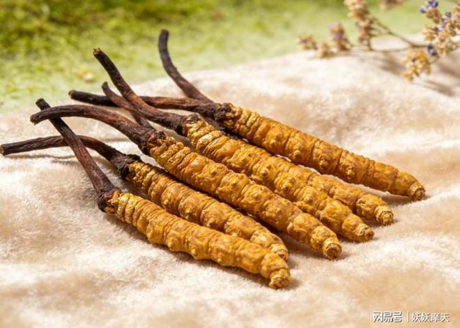 冬虫夏草最好的牌子？十大权威品牌全面对比产地、工艺、口碑优(图1)