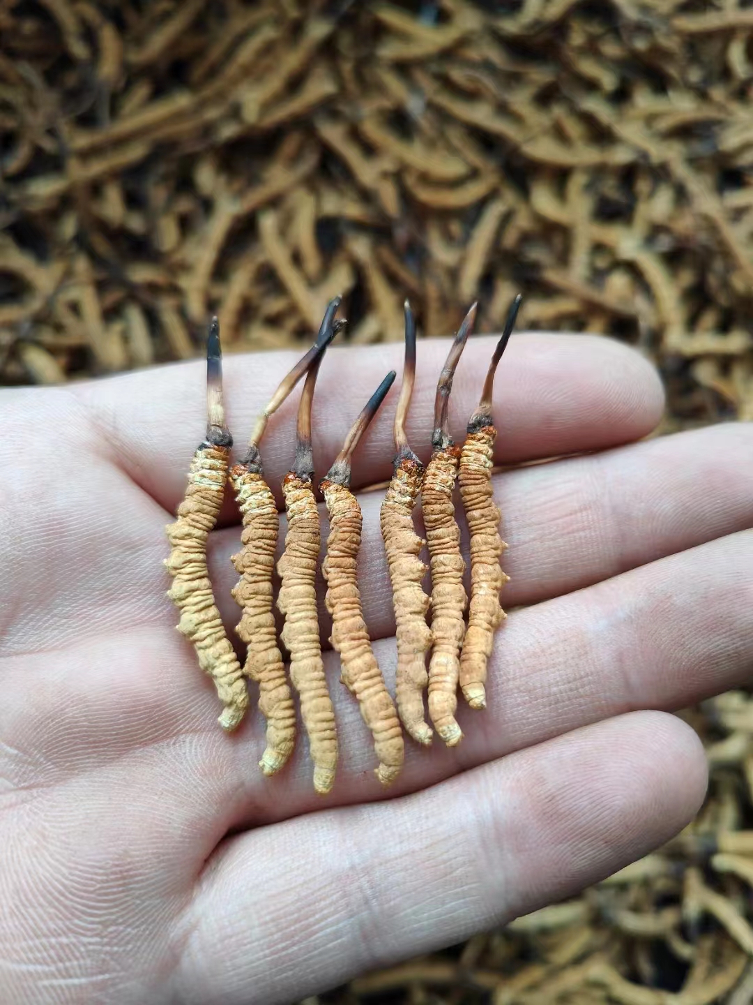 华夏中证动漫游戏ETF发起式联接C(图1)