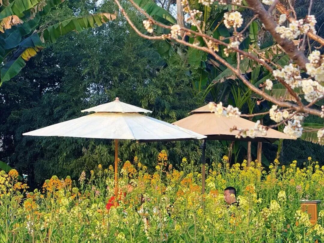 这些爆火的「春日经济」可不只是新“花”样丨南财号热话(图3)