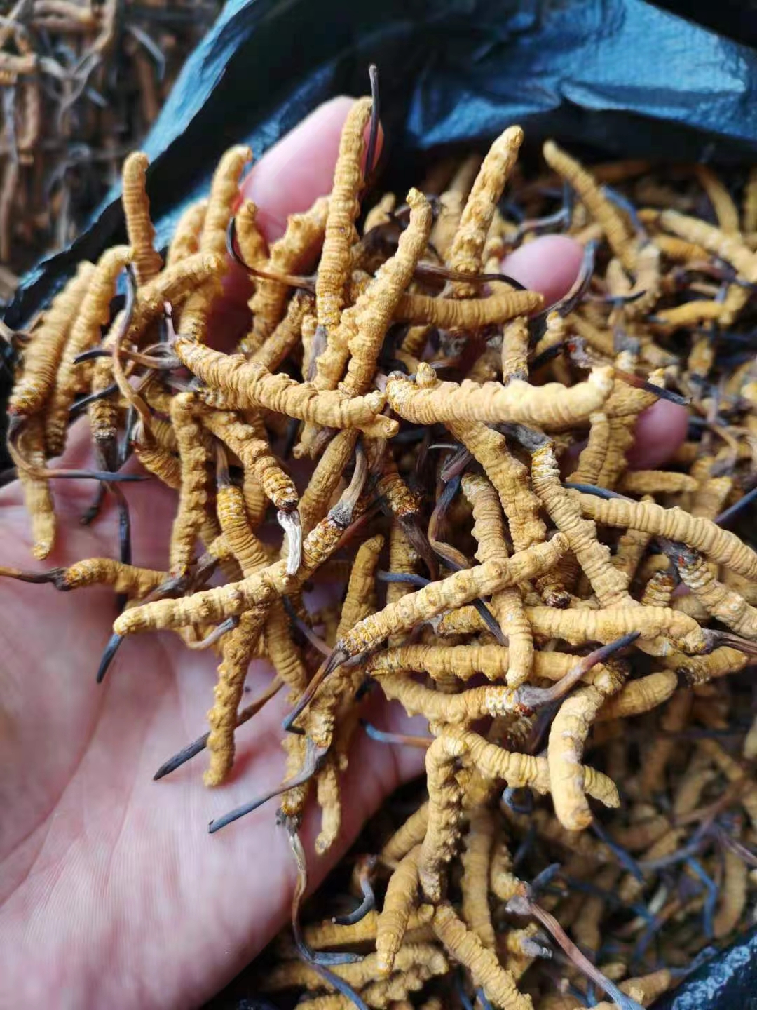 2026北京虫草回收服务商综合评估与选择指南(图2)