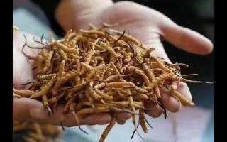 怎样种植虫草虫草种植技术大全病虫害防治及高产技术(图1)