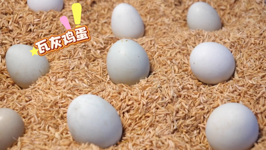 从农家土鸡到县域金名片安义瓦灰鸡的产业共富之路(图4)