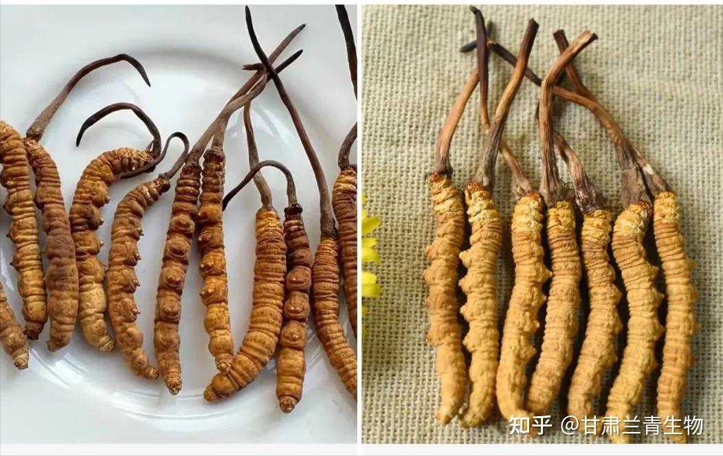 青海发布《五省区野生冬虫夏草保护行动宣言(图1)